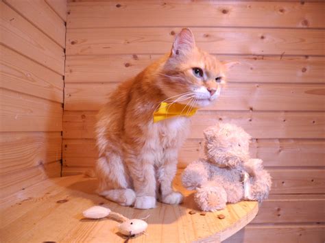 Котофотограф | Пикабу