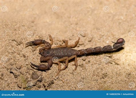 Scorpions, Predatory Arachnids Madagascar Stock Photo - Image of ...