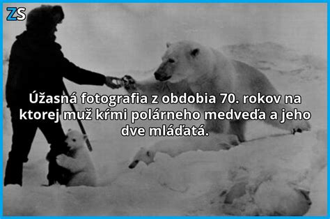 Kŕmenie polárneho medveďa