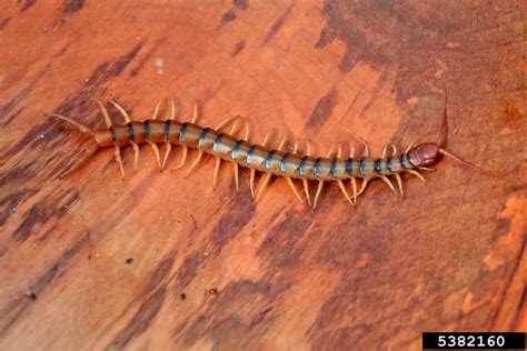 common desert centipede (Scolopendra polymorpha)