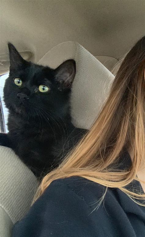 Black Kitten Found in Scott's Addition : r/rva