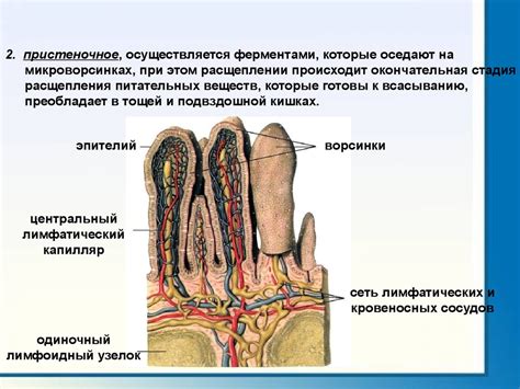 Физиология пищеварения - презентация онлайн