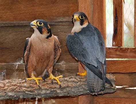 falconry fund species spotlight taita falcon  taita