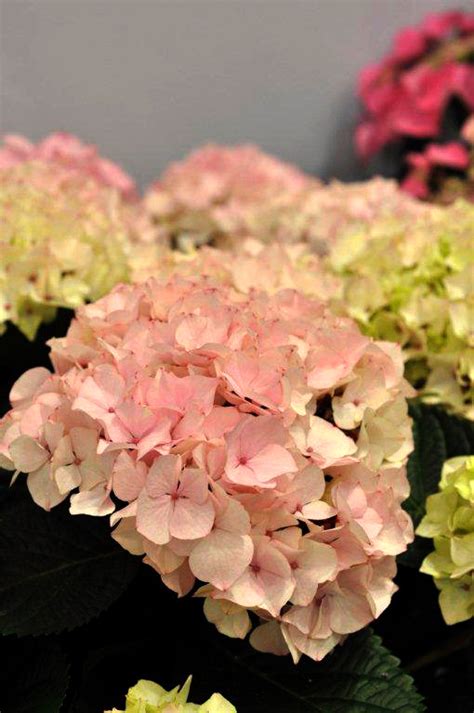 Гортензия садовая (крупнолистная) / Hydrangea macrophylla Schloss ...
