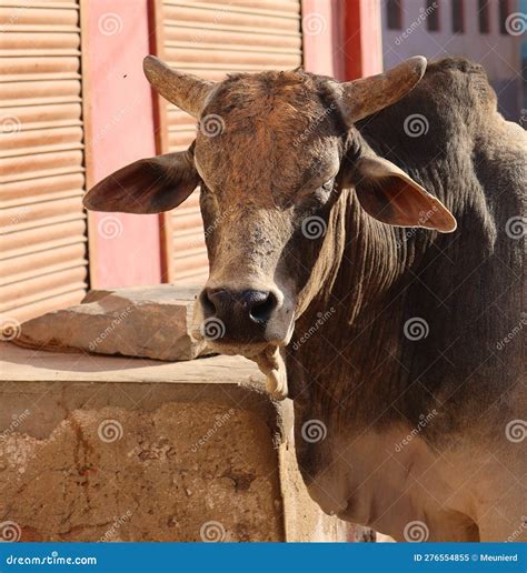 Why Is Cow A Sacred Animal In India