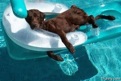 Lazy Dog - 1Funny.com