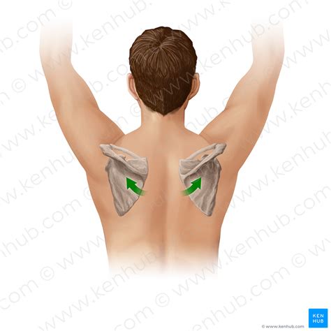 Upward rotation of scapula (#20907) – Kenhub Image License Store
