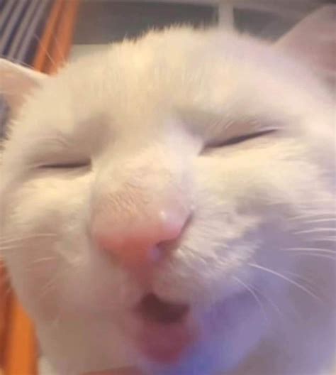 Cute White Cat Meme