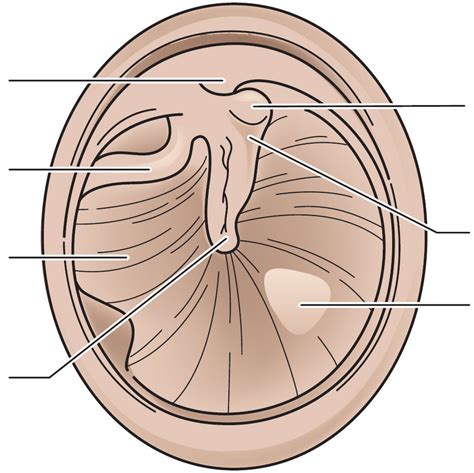 Figure 1.4 Tympanic Membrane Diagram | Quizlet