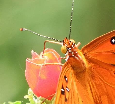 Butterfly Eyes – Buffalo Bayou Partnership