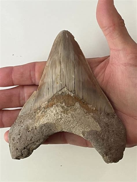 Megalodon - 12,7 cm (5,00 inch) - Carcharocles megalodon - Catawiki