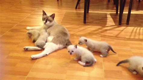 Котята с мамой кошкой. Милота - YouTube