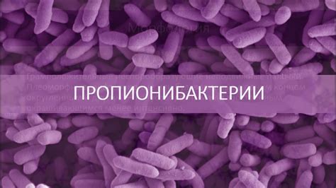 Пропионибактерии. Микробиология. - YouTube