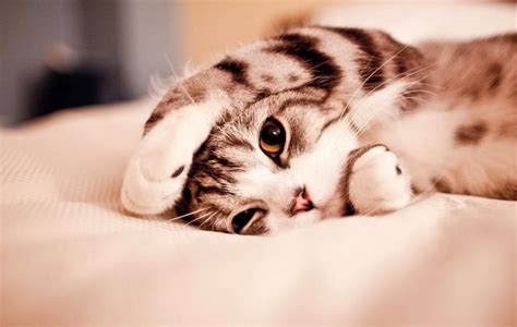 412+ Wallpaper Kucing Lucu Gemes Pics - MyWeb