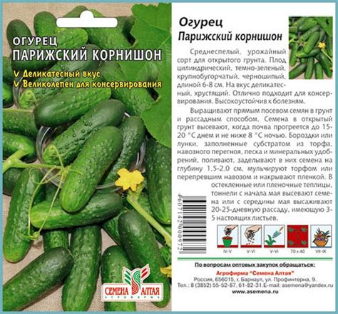 огурец парижский корнишон: характеристика и описание сорта, выращивание ...