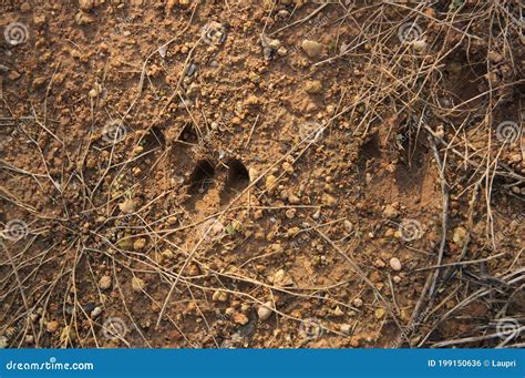 Wild Boar Footprints Marked in the Damp Earth Stock Photo - Image of ...