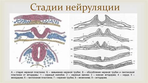 Эмбриология. Нейруляция - презентация онлайн