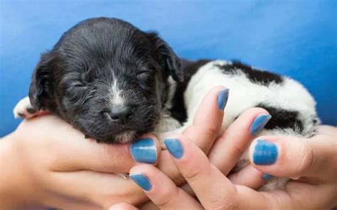 Where to Find Stabyhoun Puppies for Sale - Dogable