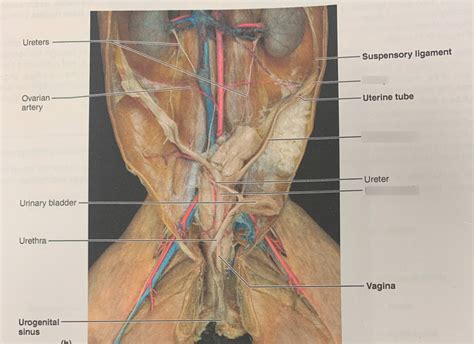 Female Cat Reproductive Anatomy- Pt.2 Diagram | Quizlet