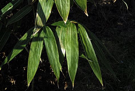 Sasa kurilensis