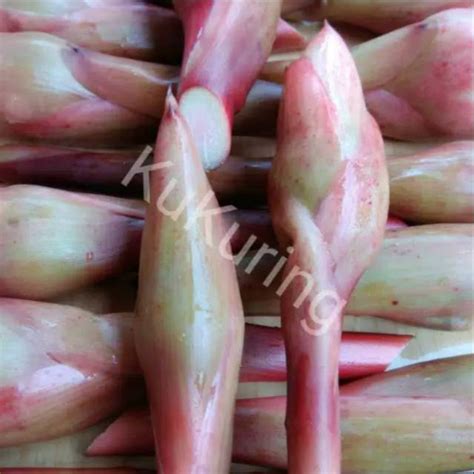 jual kukuring bunga kecombrang kincung honje segar kg shopee indonesia
