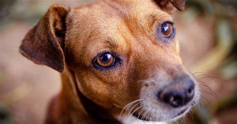 Uveitis in Dogs: Causes, Symptoms, and… | FirstVet