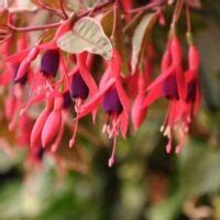 Фуксія Том Вест ампельна Fuchsia Tom West - ЛСК-МікроГрін Дрогобич