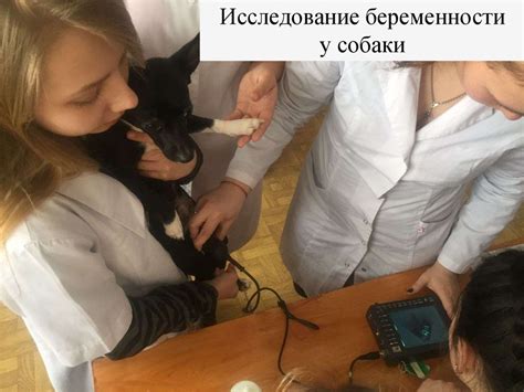 Основы ветеринарии - презентация онлайн
