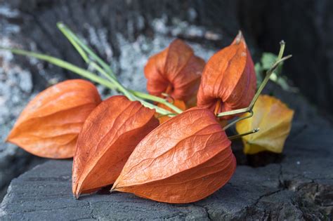 Alkekengi officinarum (Alkekengi officinarum) - Picturethis