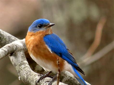 Bluebird - MAMMOTH CAVE AREA BIRDS