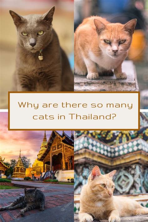 Why are there so many cats in Thailand? - Traveling Cats