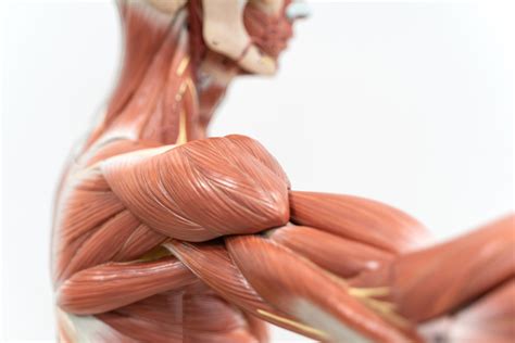 The Common Link in Soft Tissue Injuries - Active Sports Therapy