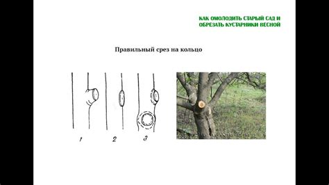 Правильный срез на кольцо. Как омолодить и обрезать деревья. Часть 3 ...