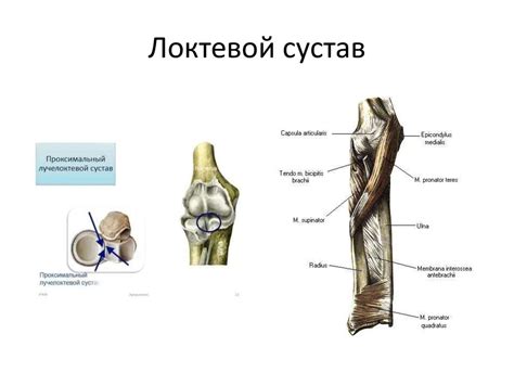 Топографическая анатомия и оперативная хирургия верхних конечностей ...