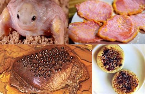 Food that looks like a frog : r/frogs
