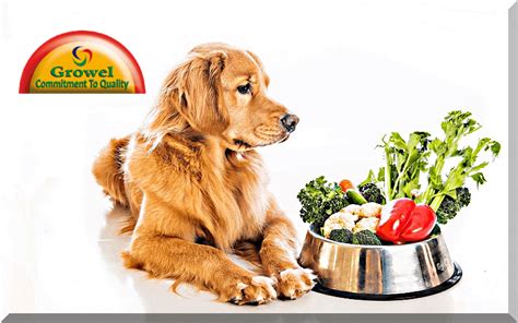 Dog Nutrition Supplements Requirement – Growel Agrovet