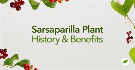 Sarsaparilla Plant History, Uses, and Medicinal Benefits - NHC