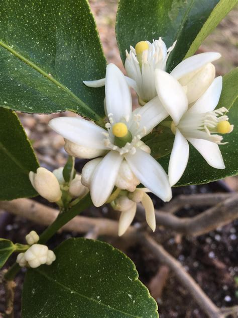 What's up with my lime tree? : r/gardening