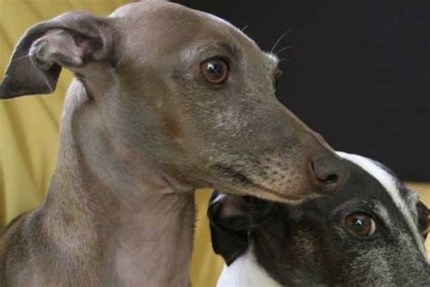 Galgo italiano - Paragalgos.es - Whippet, galgo afgano, saluki, galgo ...