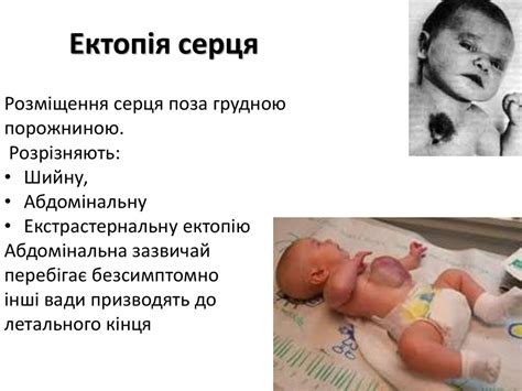 Філогенез систем органів хордових - презентация онлайн