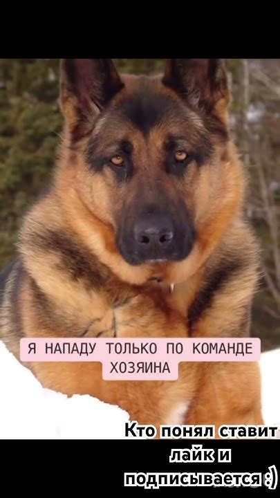 Моя собака😅👌 - YouTube