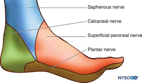 regional-anesthesia-sensory-innervation-of-the-medial-aspect-of-the ...
