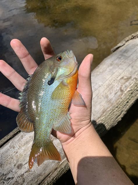 Big redbreast : r/SunfishSpecies