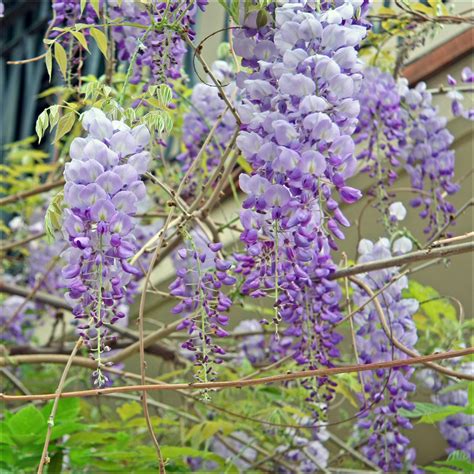 Wisteria sinensis - Изображение особи - Плантариум