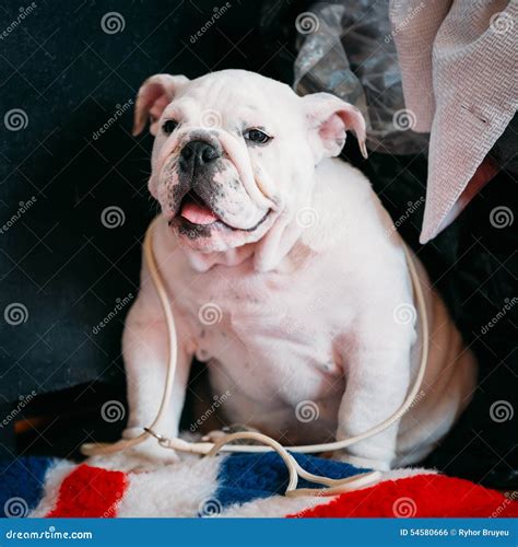close  young white english bulldog dog stock photo image  home close