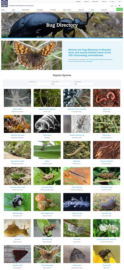 charity website   conservation  invertebrates buglife