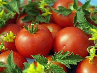 Томат Кенигсберг: характеристика и описание сорта, особенности ухода