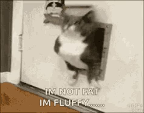 struggle struggling gif struggle struggling fatcat discover share