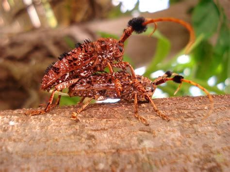 man  thailand asks netizens  insect invaded  home