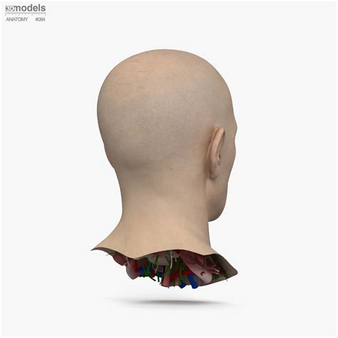 complete head anatomy  anatomy  dmodelsorg